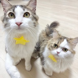 10月猫ちゃんのトリミング日が増えました🐱💕