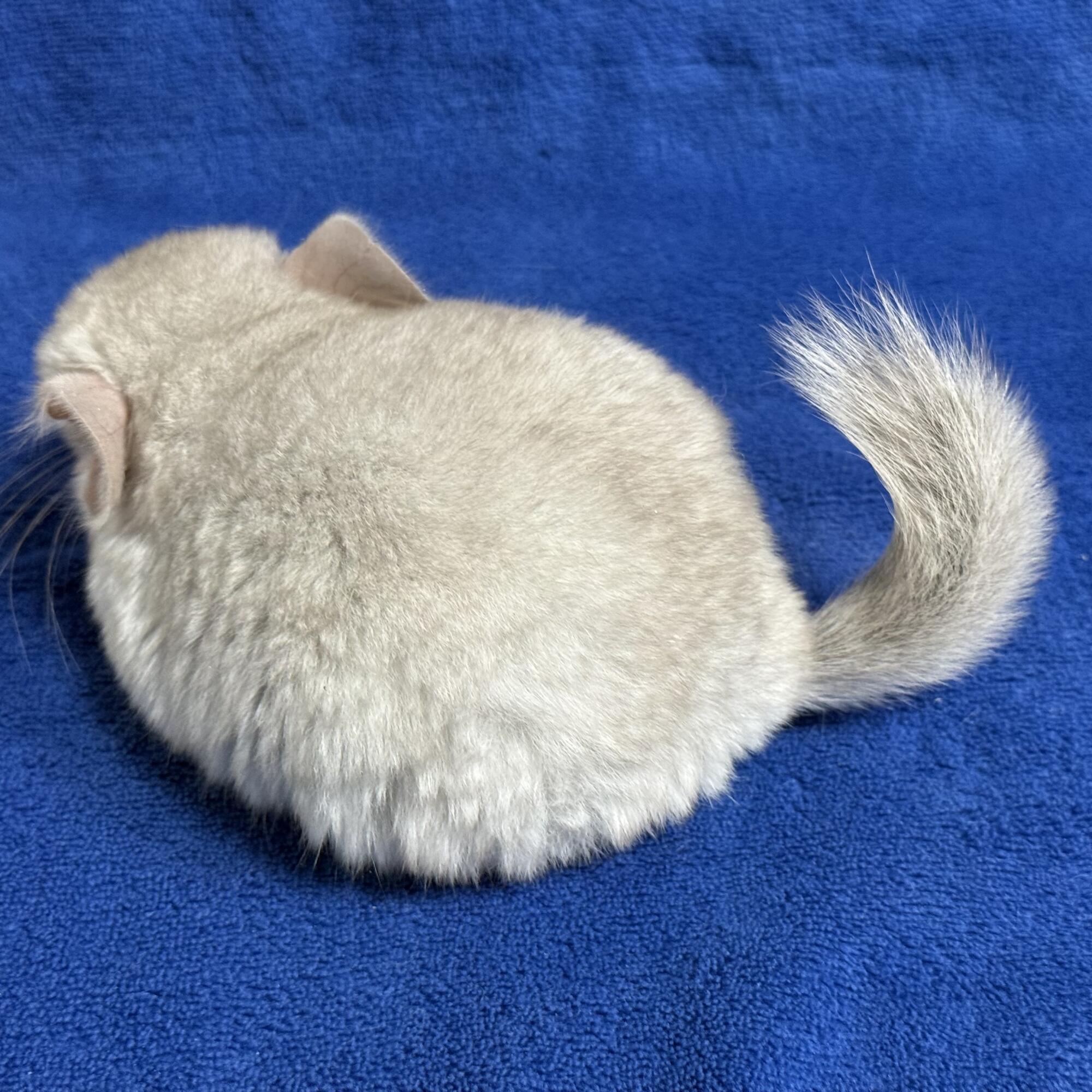 チンチラ写真