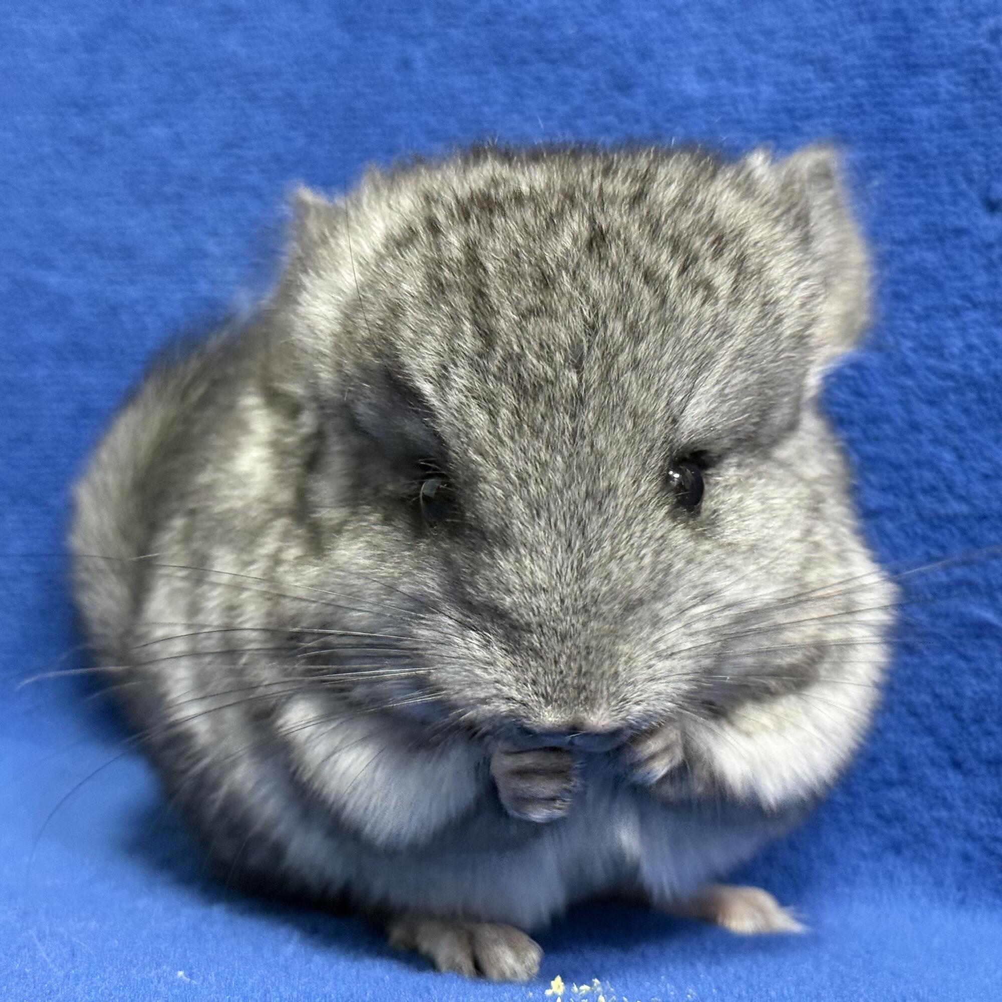 チンチラ写真