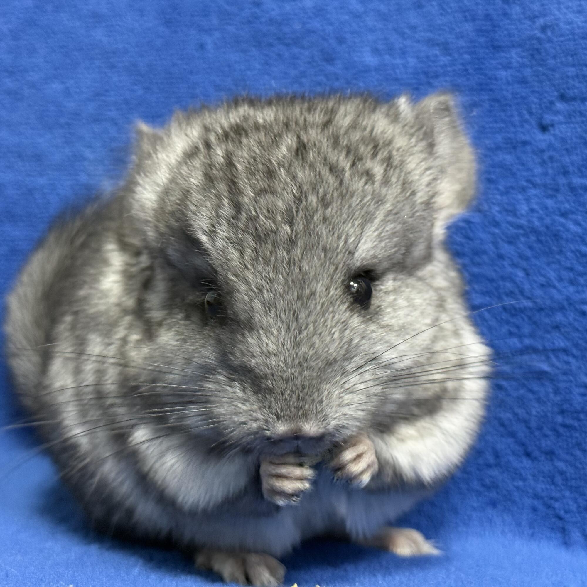 チンチラ写真